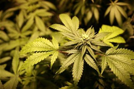 A marijuana plant is seen in Oakland, California July 23, 2009. REUTERS/Robert Galbraith
A marijuana plant is seen in Oakland, California July 23, 2009. REUTERS/Robert Galbraith