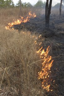 Grass fire