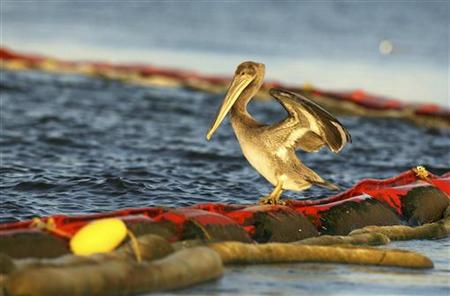 A young brown pelican attempts to keep its balance on an oil boom on Cat Island near Grand Isle, Louisiana July 17, 2010. The BP oil spill has been called one of the largest environmental disasters in American history. REUTERS/Sean Gardner
A young brown pelican attempts to keep its balance on an oil boom on Cat Island near Grand Isle, Louisiana July 17, 2010. The BP oil spill has been called one of the largest environmental disasters in American history. REUTERS/Sean Gardner