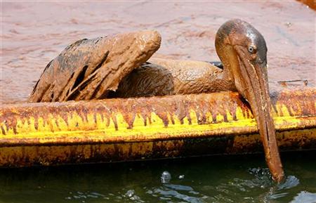 An exhausted oil-covered brown pelican tries to climb over an oil containment boom along Queen Bess Island Pelican Rookery, 3 miles (4.8 km) northeast of Grand Isle, Louisiana June 5, 2010. Wildlife experts are working to rescue birds from the rookery which has been affected by BP's Gulf of Mexico oil spill, and transporting them to the Fort Jackson Rehabilitation Center. REUTERS/Sean Gardner
An exhausted oil-covered brown pelican tries to climb over an oil containment boom along Queen Bess Island Pelican Rookery, 3 miles (4.8 km) northeast of Grand Isle, Louisiana June 5, 2010. Wildlife experts are working to rescue birds from the rookery which has been affected by BP's Gulf of Mexico oil spill, and transporting them to the Fort Jackson Rehabilitation Center. REUTERS/Sean Gardner