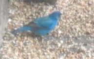 Indigo Blue Bunting: Cover Image