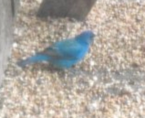 Indigo Blue Bunting