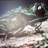Emerald Ash Borer Emerald Ash Borer