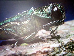 Emerald Ash Borer Emerald Ash Borer