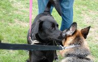 2011 Kzoo Humane Society Dog Walk 14