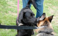 2011 Kzoo Humane Society Dog Walk 14
