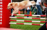 2011 Kzoo Humane Society Dog Walk 6