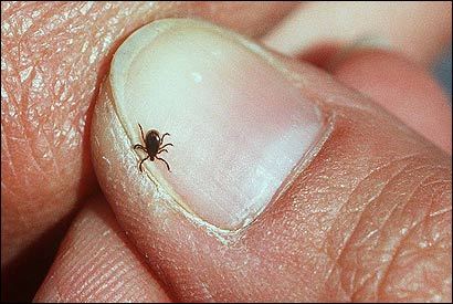 Deer tick Deer tick