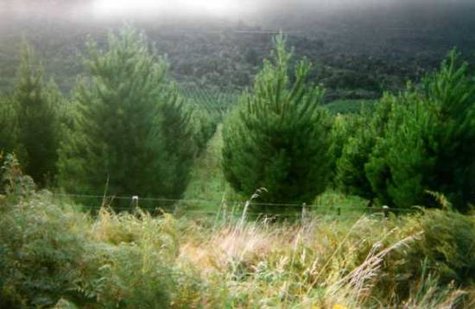 A grove of pine trees. A grove of pine trees.
