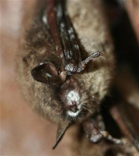 A hibernating brown bat with a white muzzle typical of white-nose syndrome is seen in this undated handout photograph released on March 31, 2011. REUTERS/U.S. Geological Survey/Greg Turner/Handout
A hibernating brown bat with a white muzzle typical of white-nose syndrome is seen in this undated handout photograph released on March 31, 2011. REUTERS/U.S. Geological Survey/Greg Turner/Handout