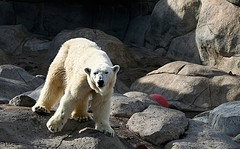 Berlin, the Lake Superior Zoo's Polar Bear