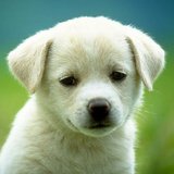 Puppy Puppy