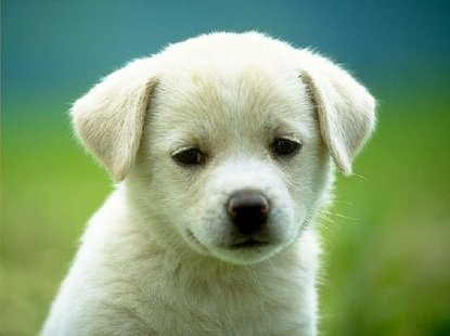 Puppy Puppy