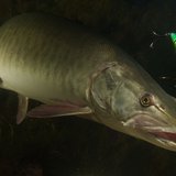 A muskellunge prowls the waters.