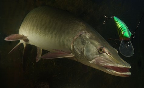 A muskellunge prowls the waters. A muskellunge prowls the waters.