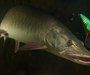 A muskellunge prowls the waters.