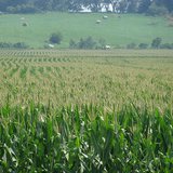 A field of corn A field of corn