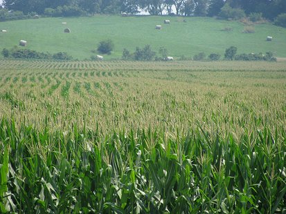 corn crop field