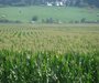 A field of corn