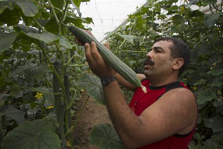 A worker harvests cucumbers in a greenhouse in El Ejido A worker harvests cucumbers in a greenhouse in El Ejido