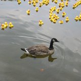 Duck Race