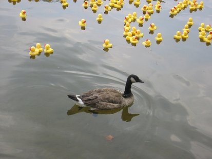 Duck Race Duck Race