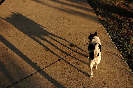 Dog on a leash. Dog on a leash.