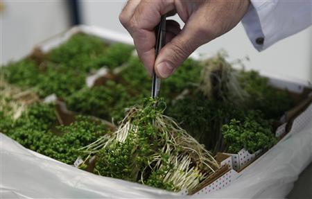 An Austrian scientist selects cress sprouts in the microbiological laboratory of the Austrian Agency for Health and Food Safety in Vienna