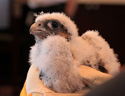 A baby falcon. A baby falcon.