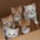kittens kittens