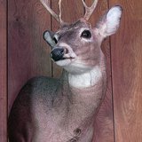 Deer mount Deer mount