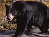Black Bear