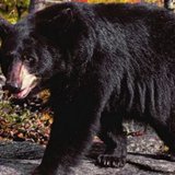 Black Bear Black Bear