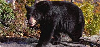 Black Bear