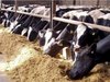 Dairy cows in a barn.