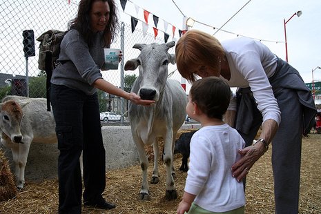 Animal feeding Animal feeding