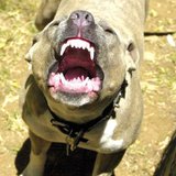 Pit Bull Pit Bull