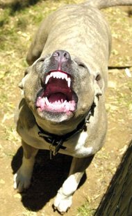 Pit Bull Pit Bull