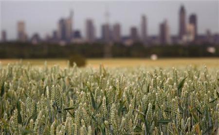 Wheat ears grow under a cloudy sky in a field in front of the skyline of Frankfurt Wheat ears grow under a cloudy sky in a field in front of the skyline of Frankfurt