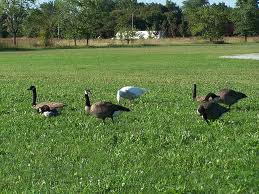 Madison struggles with Canadian goose problem Madison struggles with Canadian goose problem