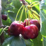 Cherries on a tree Cherries on a tree