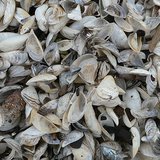 Beach area littered with zebra mussel shells