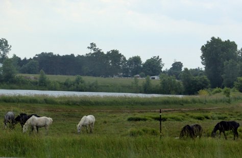 Horses in a pasture Horses in a pasture
