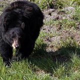 A black bear roams near the Lamar Valley in Yellowstone National Park, Wyoming, June 24, 2011. Black bear are commonly sighted near the tree A black bear roams near the Lamar Valley in Yellowstone National Park, Wyoming, June 24, 2011. Black bear are commonly sighted near the tree