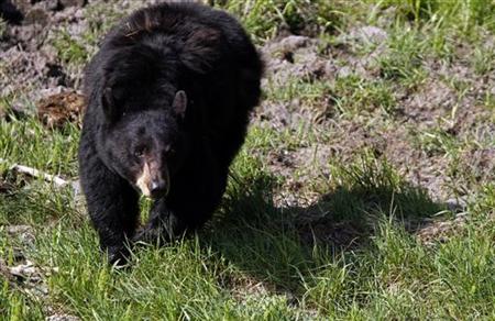 A black bear roams near the Lamar Valley in Yellowstone National Park, Wyoming, June 24, 2011. Black bear are commonly sighted near the tree A black bear roams near the Lamar Valley in Yellowstone National Park, Wyoming, June 24, 2011. Black bear are commonly sighted near the tree