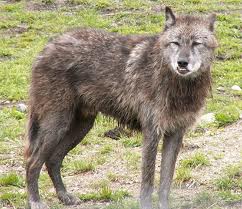 New species of wolf showing up in Wisconsin