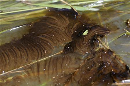 Oil mixed with water from an oil spill along the Yellowstone River is pictured in Laurel, Montana Oil mixed with water from an oil spill along the Yellowstone River is pictured in Laurel, Montana