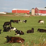 A dairy farm in Wisconsin A dairy farm in Wisconsin