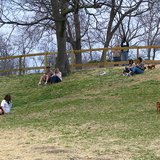 dog park dog park