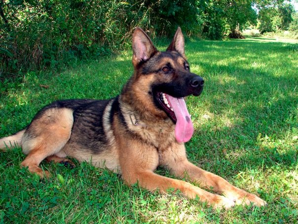 The Sheboygan County K9 Unit Fundraiser At Sud Z Paws was a huge success. Thanks to Orbit the K9 unit dog for taking time out of his busy sniffing and tactical schedule to spend some time with us. Ben Olson's dog Mason even got to be a part of things. Donations were given from every pet wash at Sud Z Paws! A special thanks to them too!
